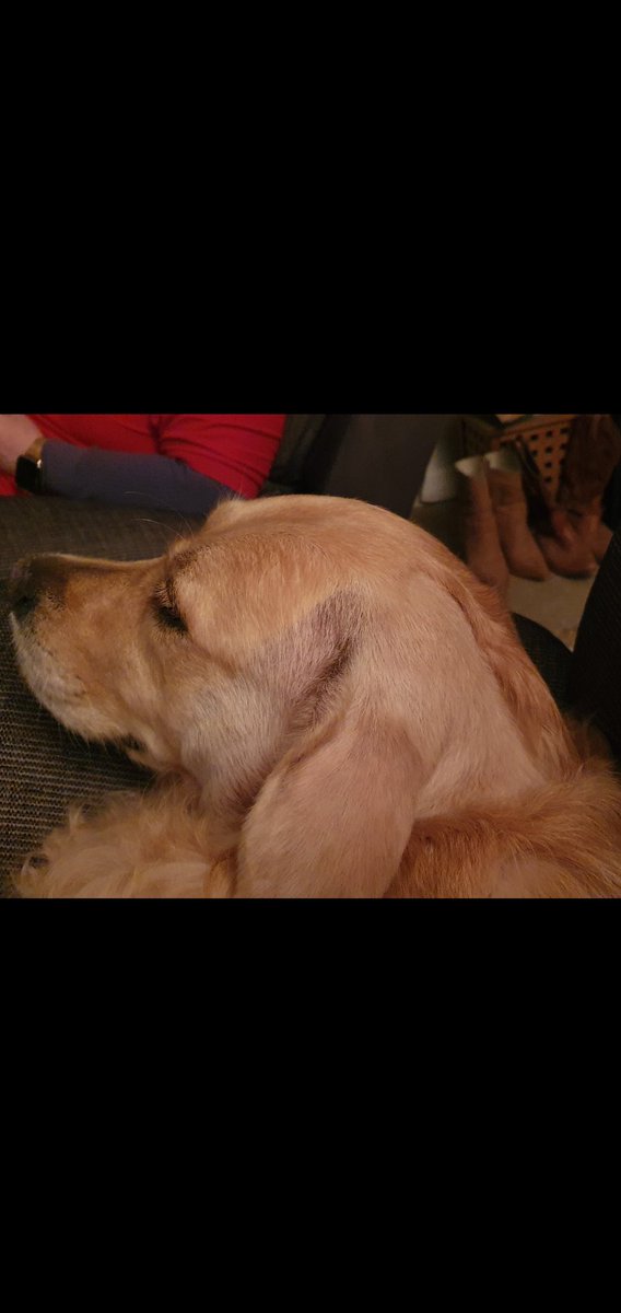 So Jessie the dog had to have half her head shaved for an operation to remove a Cancerous lump. Her new hair style has earned her the nic name Jessie Marler can you see why <a href="/JoeMarler/">Joe Marler</a> @JoeMarlerShow 🤣❤️