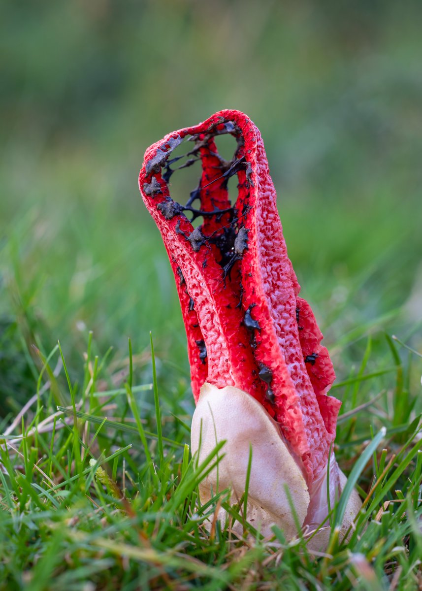 Maxwildphoto's tweet photo. A fungus that smells as bad as it looks (rotting flesh), the Devils Fingers - Clathrus archeri
One of hundreds from the New Forest this year.
#nature #fungi #mushroom #nature #autumn #devilsfingers #stinkhorn #naturephotography https://t.co/hn8RsIaQ2s