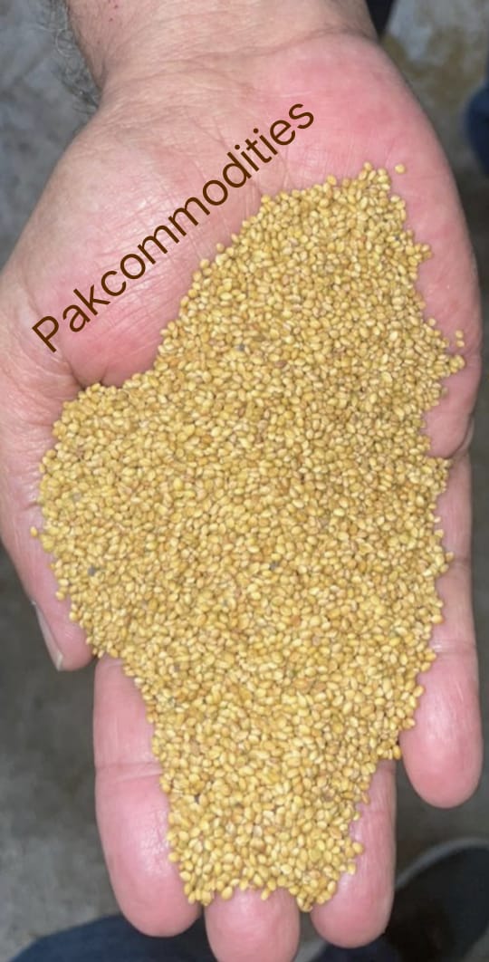pakcommodities1's tweet photo. Clover seed (#barseem) declined 250rs kg in one month and deals up to 325rs in the market of Karachi. https://t.co/3Vh1zBI0oG