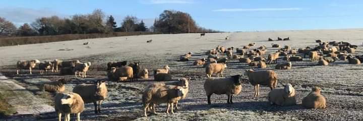 🐑 The flock
💖 Our beautiful boys & girls
🥰 Our family
🤗 Our reason for being
#HappyAnimals
#HappySheep
#Warwickshire
#SanctuaryLife
#FriendsNotFood