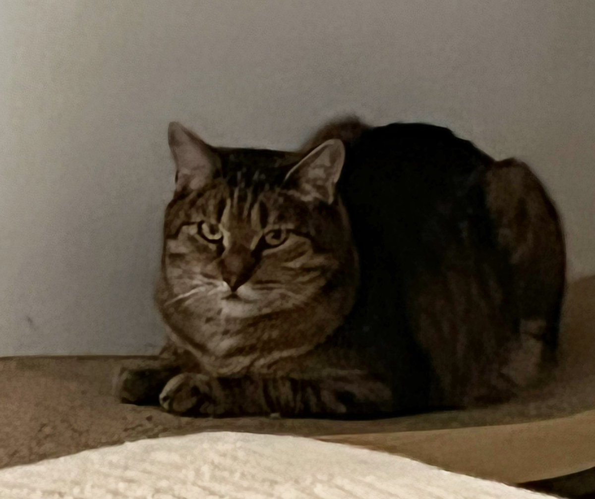 Thomas S. tweet media