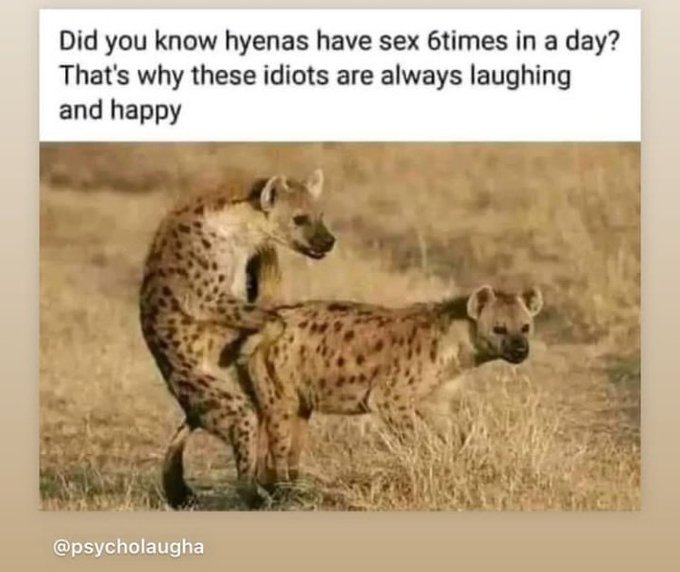 hyenas laugh