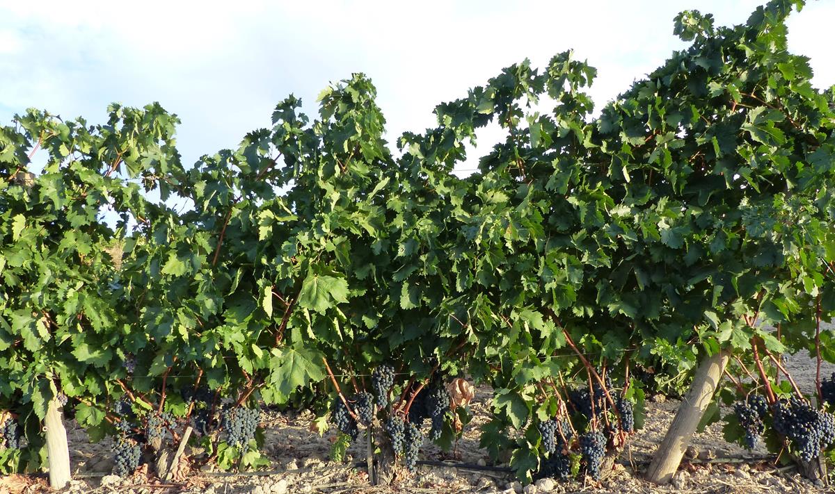 ADHalliwell tweet media