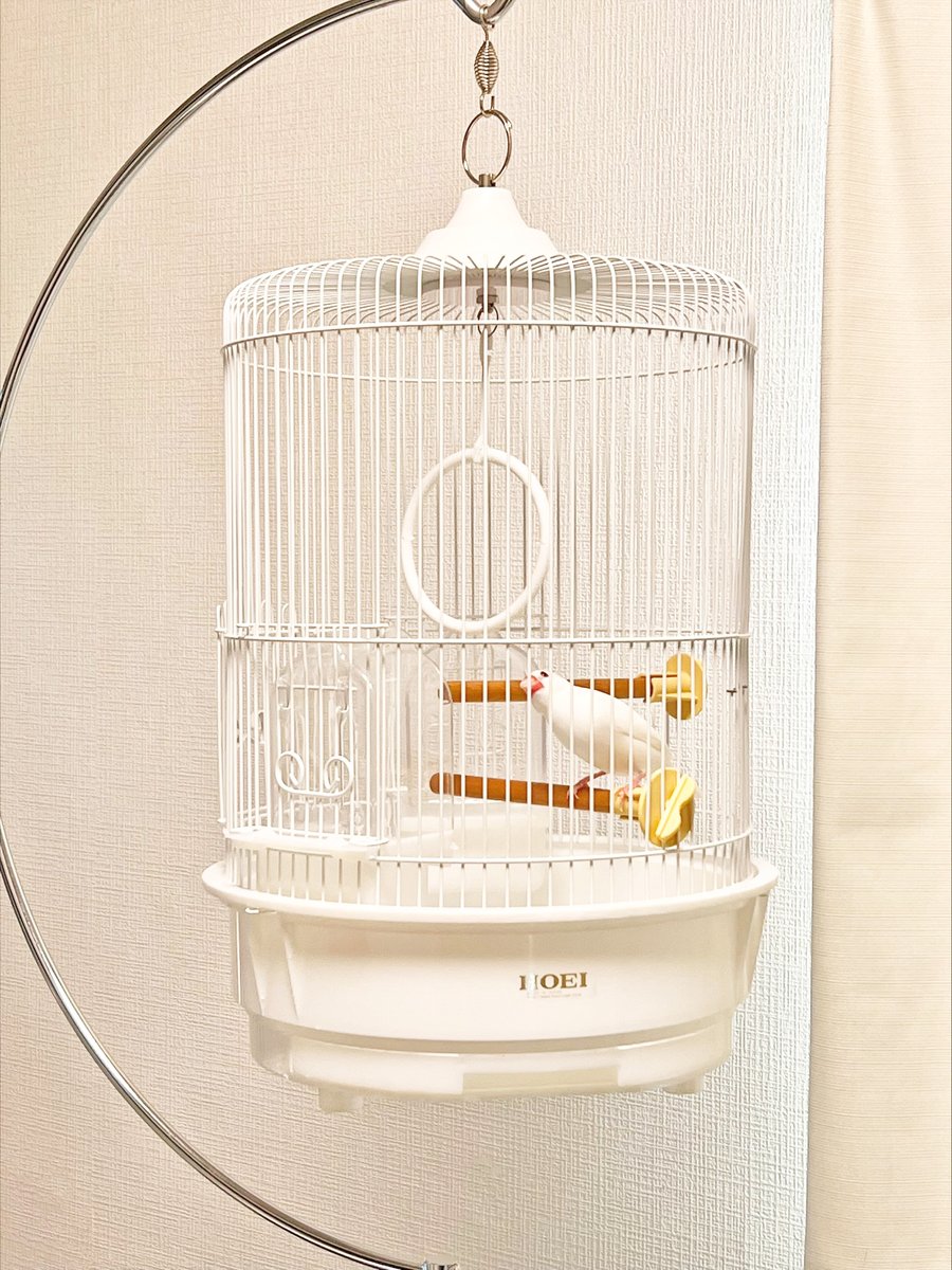 birdcage_hoei's tweet photo. 丸かごR440Mと半月スタンド大と部長です🐦
#HOEIの部長課長 #文鳥 #丸かご #R440M #半月スタンド https://t.co/UcZztUpvDo