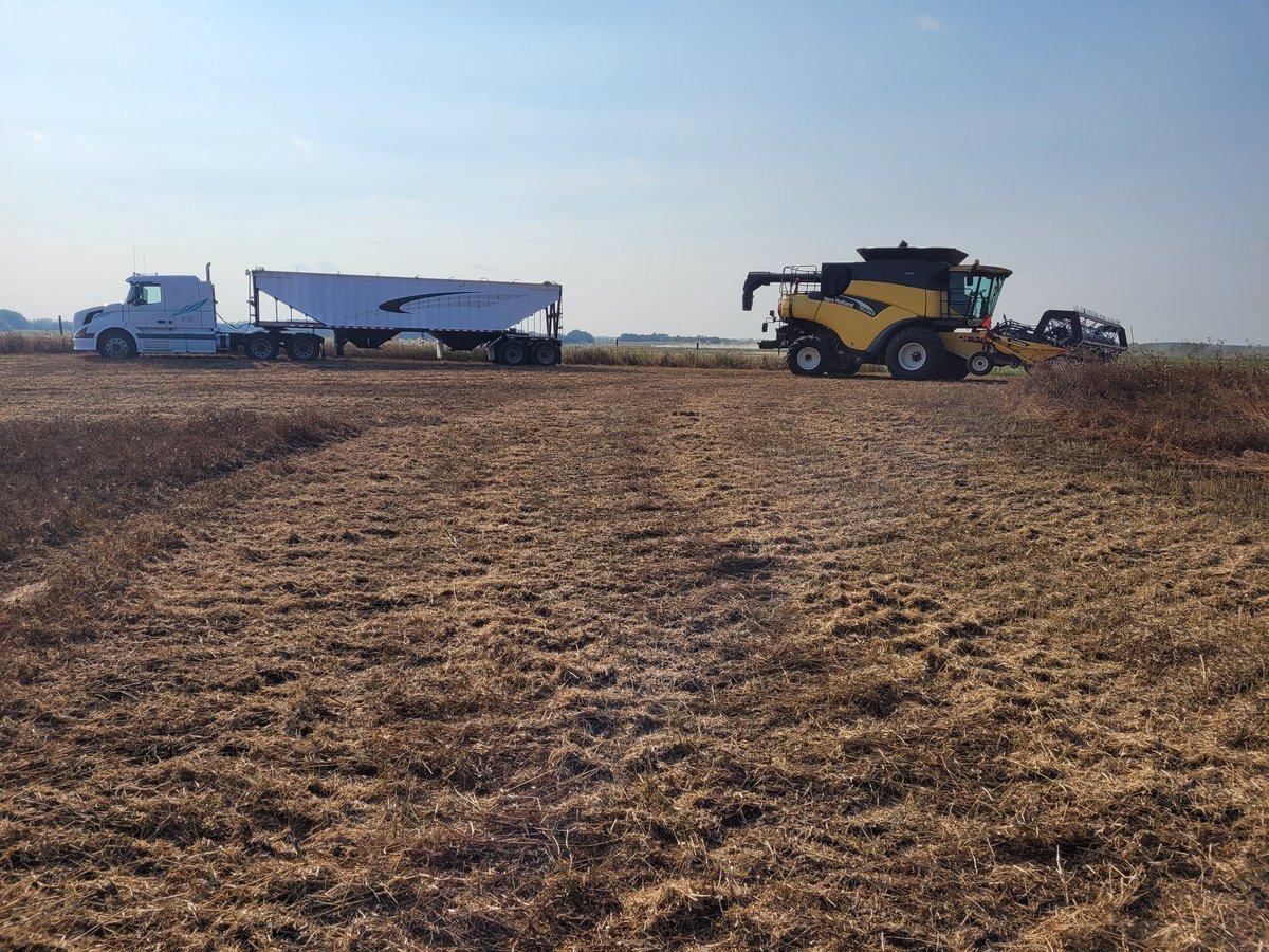 SheldonDowling's tweet photo. Officially started #harvest22 today.
Camelina/Pea intercrop is first through the combine https://t.co/zA4t97zs48
