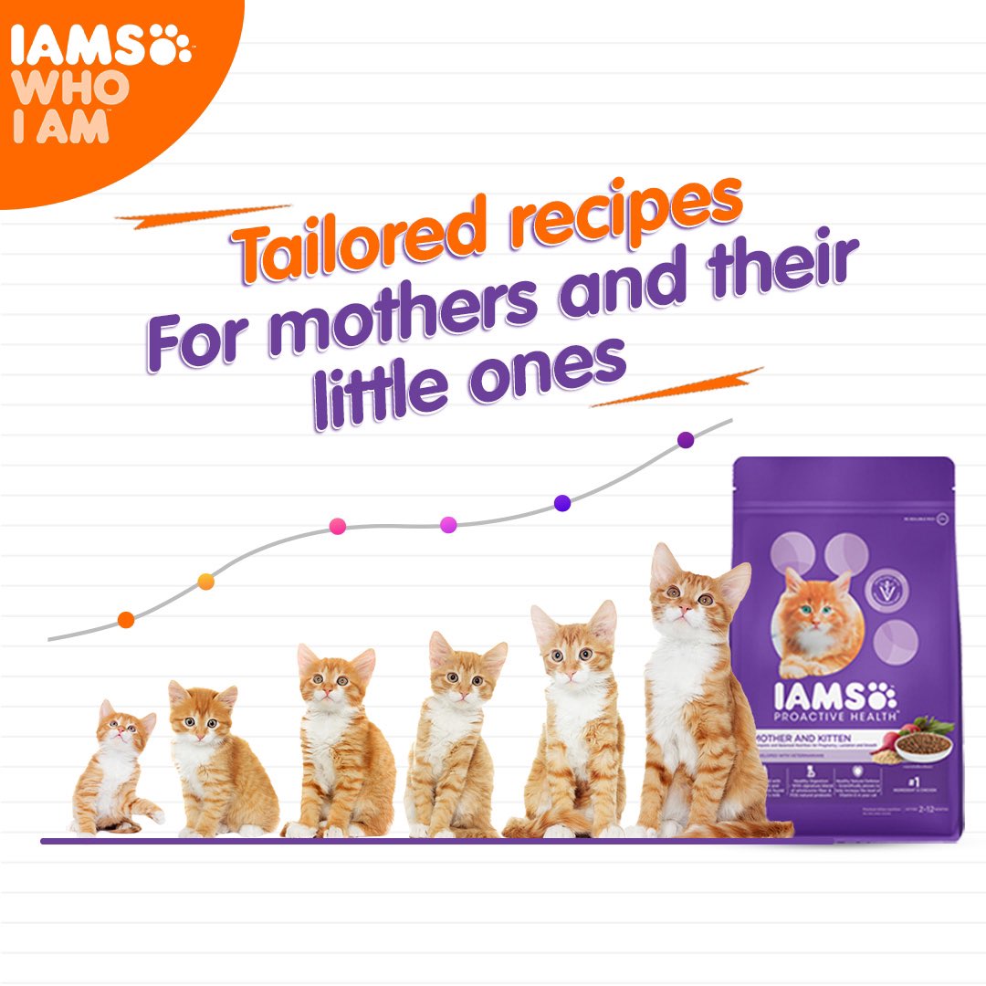 IndiaIams's tweet photo. IAMS is a global brand which specialises in making the perfect tailored recipes for your cat no matter what their age.
Try it today!

#IAMS #IAMSWhoIAm #TailoredNutrition #Uniquebest
#CatFood #KittensOfInstagram #CatsOfInstagram #CatHealth #KittenHealth #CatNutrition #PetFood https://t.co/2DMyXcbgyj