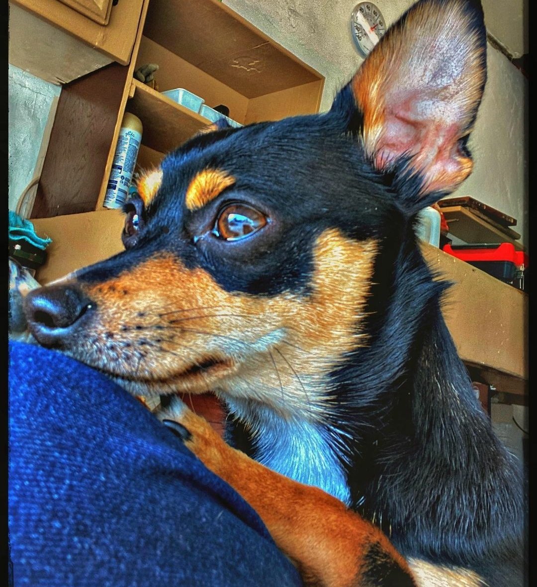 subipig19's tweet photo. When the lighting is just right https://t.co/kJyTYOSf70