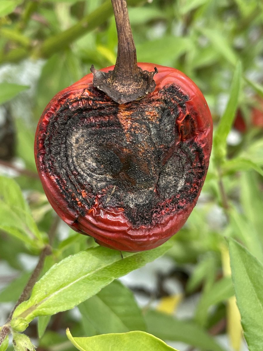 alabamaED's tweet image. Anthracnose on pepper. #Fungi