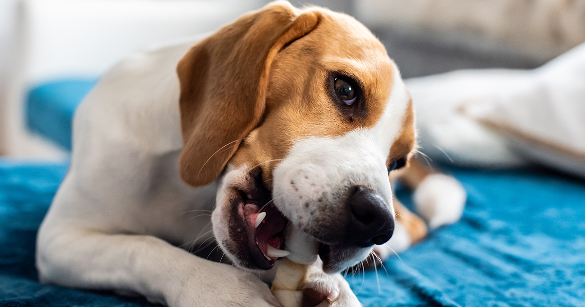 Banish doggy bad breath and prevent dental disasters with our list of teeth brushing alternatives for pups. spr.ly/6019zcIGU 

#DogToothBrushing #DogTeeth #PuppyTeeth