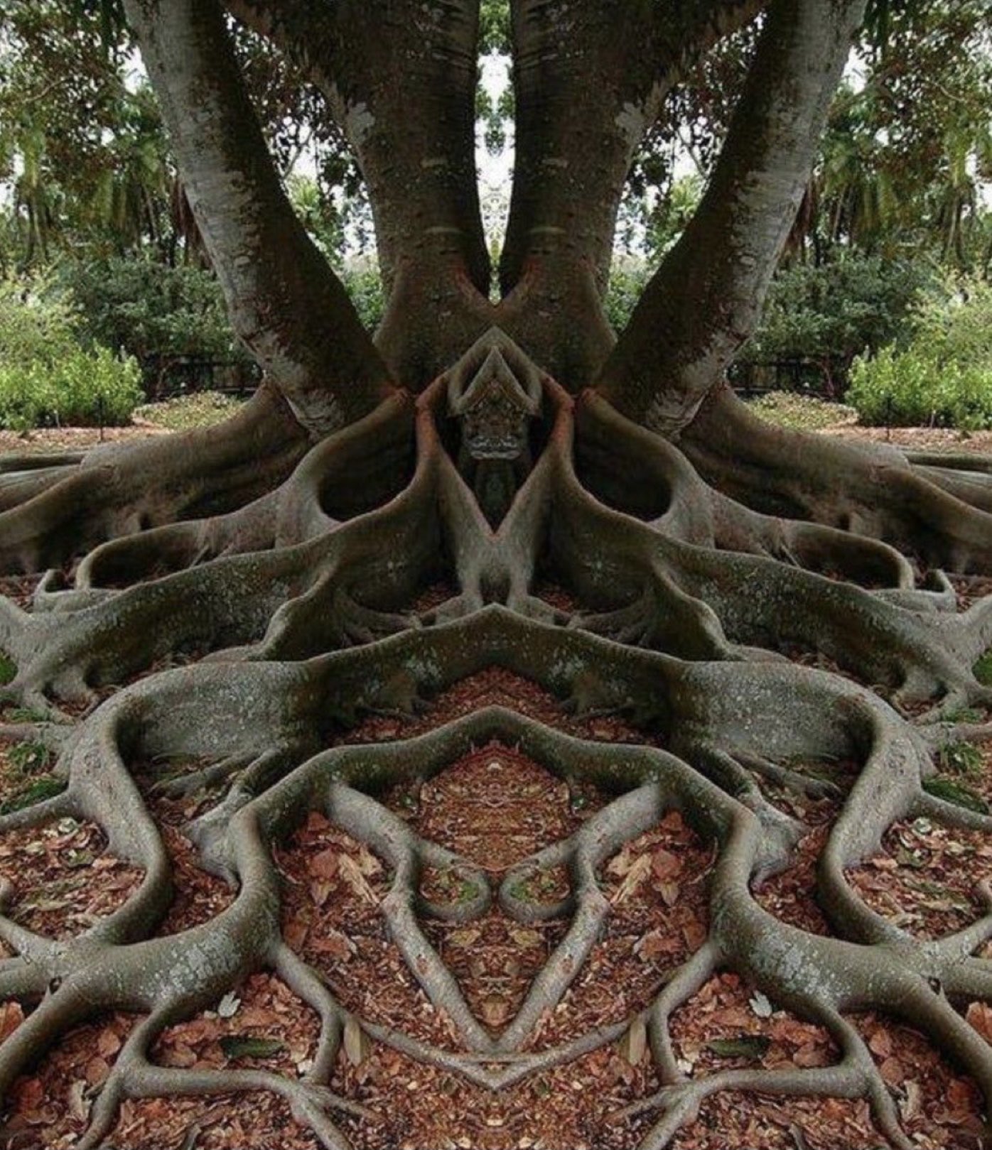 Ritual Tree are