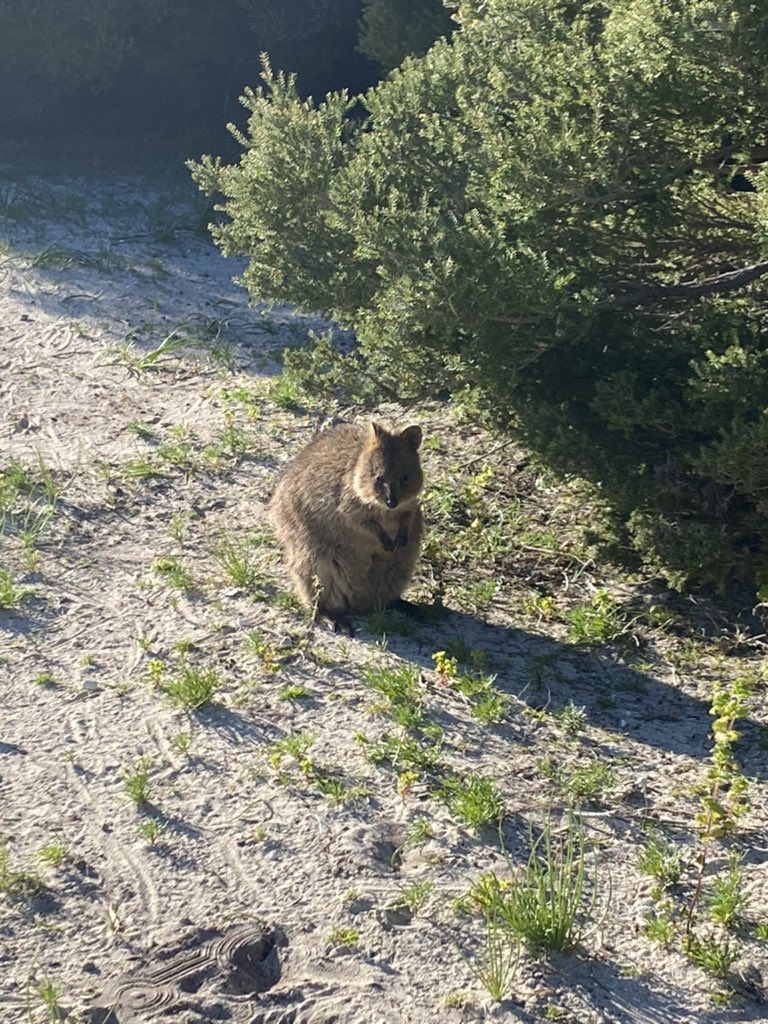 AislingPForbes's tweet photo. Curious Quokkas. Year 6 are enjoying learning more about the quokkas of Rottnest Island #HCCEllenbrook https://t.co/DdIjLhlTYe