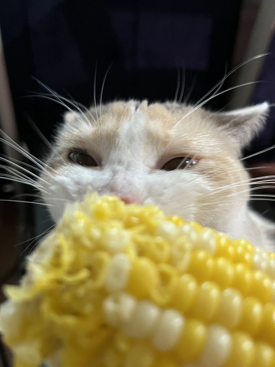 fatfatpankocat's tweet image. ITS CORN