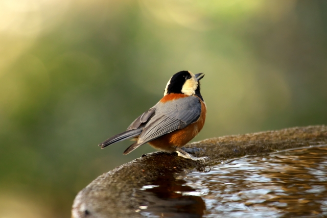 鳥大集合 今日の鳥です かわいい 鳥 かわいい きれい T Co Ocg5b5mnjv Twitter 鳥大集合 今日の鳥です かわいい 鳥 かわいい きれい T Co Ocg5b5mnjv Twitter
