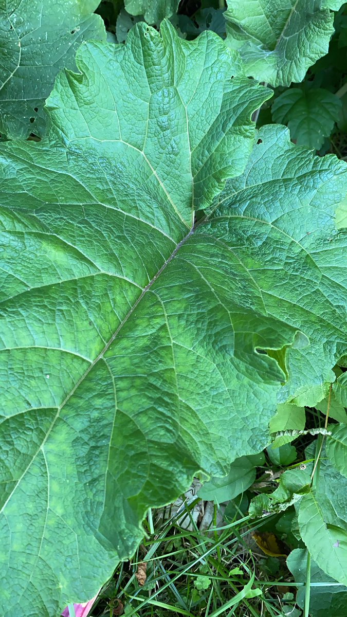 These comfrey leaves are huge!! Can’t wait to harvest and dry the leaves for some Wiccecraeft 😊#comfrey #travelprotection #antitheft #wiccecræft