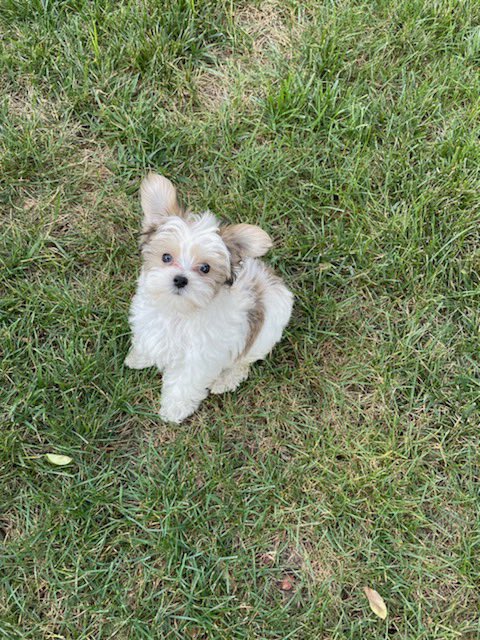#sammystars <a href="/ksdknews/">KSDK News</a> This is Romeo a 2 month old Shorkie that lives in Edwardsville with his brothers Hugo and Mario.  They love TISL in the morning! His owner is Taina Badalmenti. #sammystars