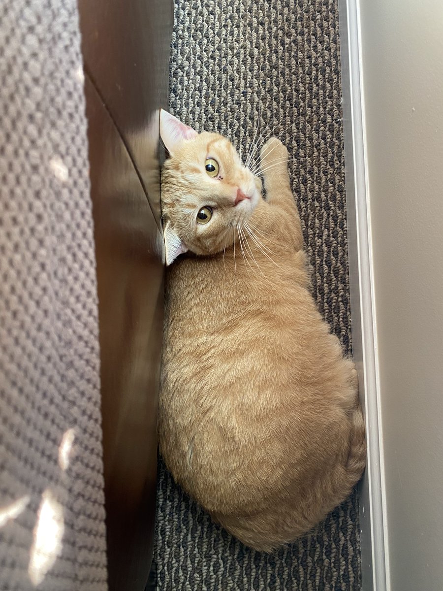 CodeVenda's tweet image. Twitter, meet Casanova.