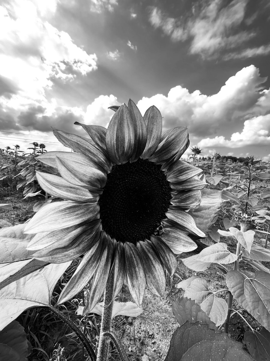 DocSing22's tweet image. 