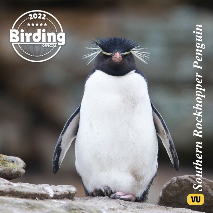 BirdingOfficial's tweet photo. These penguins are smaller in size than the emperor penguin, the grasshopper penguins weigh less than 10 pounds. They were named for their distinctive leaping movements over the rocky hills and cliffs where they live and breed. 🐧🌊 https://t.co/Xq3w0eJBpB