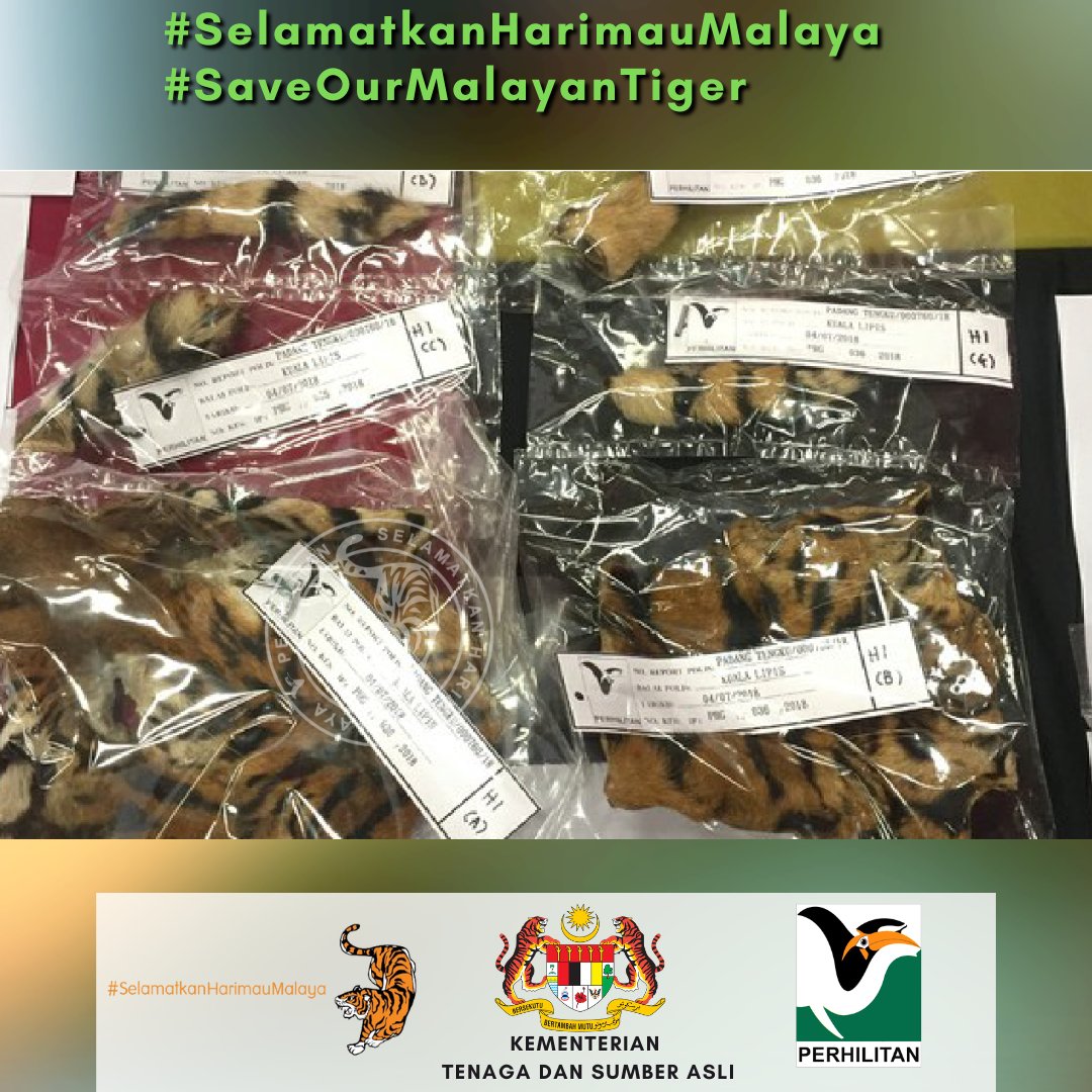 Laporkan sebarang jenayah hidupan liar ke Talian Hotline Jabatan PERHILITAN di 1-800-88-5151.
Bersama kita melindungi hidupan liar terutamanya Harimau Malaya demi kepentingan generasi akan datang.
#SelamatkanHarimauMalaya
#SaveOurMalayanTiger