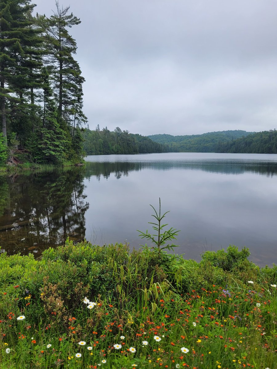 BradleyTim's tweet photo. My older brother called tonight with the "blueberry picking" update. He and his wife picked 35 baskets and sold them for $700.00 cash. He also said the cabin on the trout lake is in "high gear" and I may take a week in September, drive down and help him build it. Let's #GoFishin https://t.co/jpxGpxtSGp