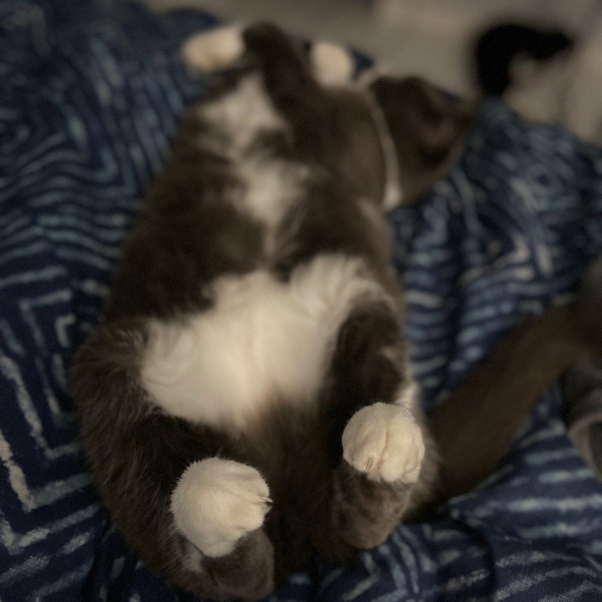 kittywyldchyld's tweet photo. βCats are connoisseurs of comfort.β #cats #comfykitty #rabbitfeet #catbelly #tuxxies #tuxedocats #sleepykitty #mittensnsocks #catlady #ilovetuxedos #catquotes #catlovers #catlife https://t.co/dd9LqTDtEr