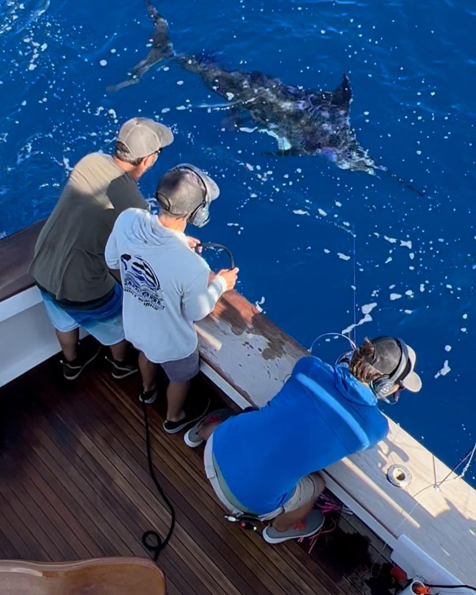 JosephGlover10's tweet photo. Blue marlins make me happy https://t.co/0SLeyGWZ32