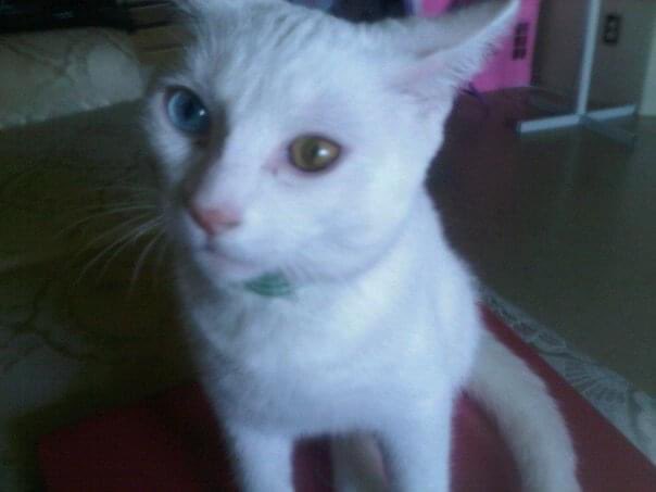 RIP Marshmallow 🌈 (Certified Pasta Hater) tweet media