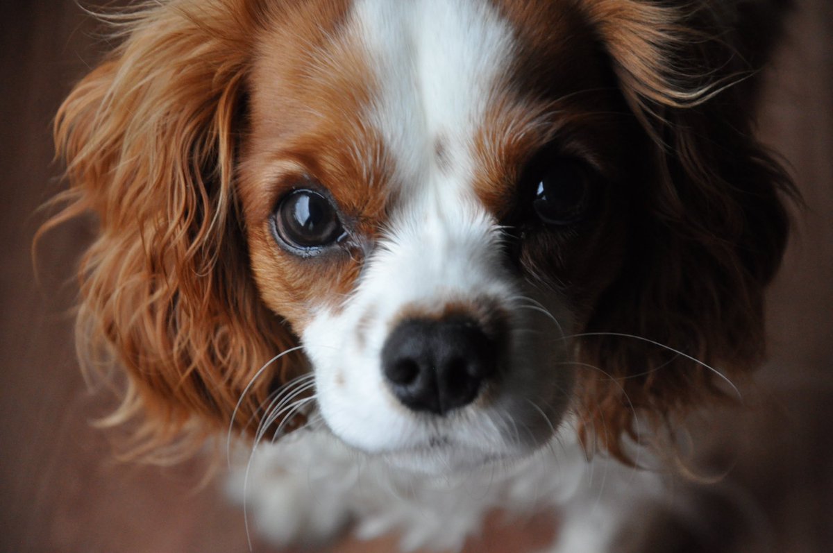 dholston's tweet photo. My sweet little Willow. https://t.co/11XVOjvghp