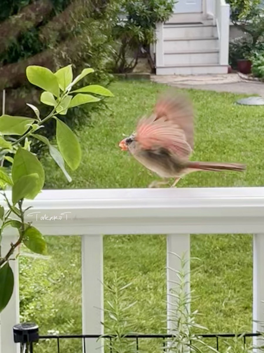 otterX's tweet photo. @Jo42Squirrel Cardinals are related to sparrows. #MsCardinal looks orange when they take flight. 🥰🧡🕊 https://t.co/ysOQSUsWrB