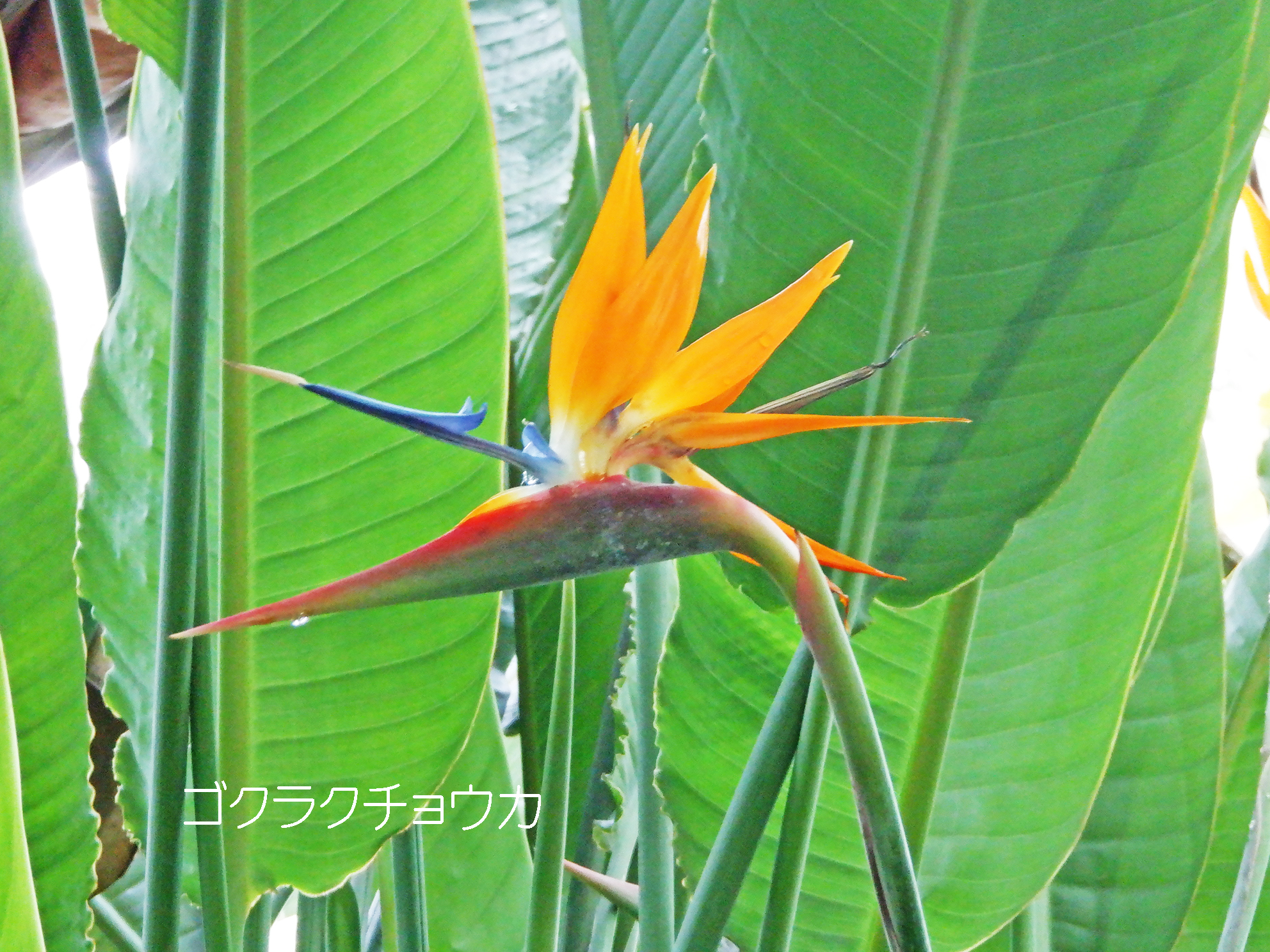 南国の花 Twitter Search Twitter