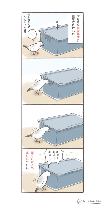 大好きな秘密基地に蓋がされていたけれど覗くだけでも満足
#文鳥
#bunchoslife 