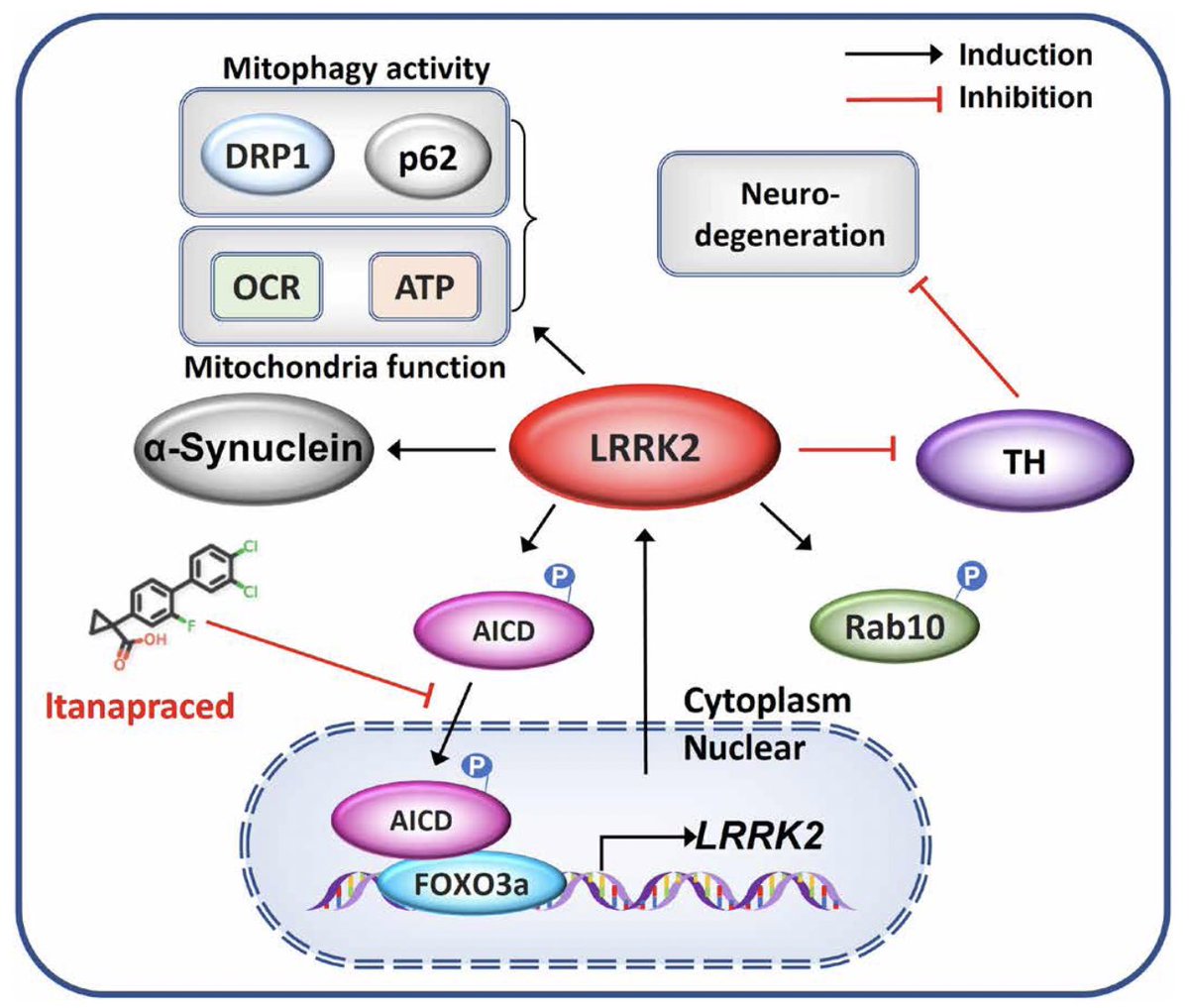 Neural Stem Cell Research Lab tweet media