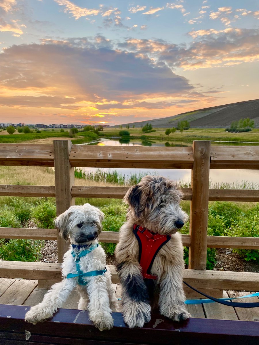 chellchell77's tweet photo. @CBC Cosmo &amp; Finnegan https://t.co/UY2Be3ZFNu