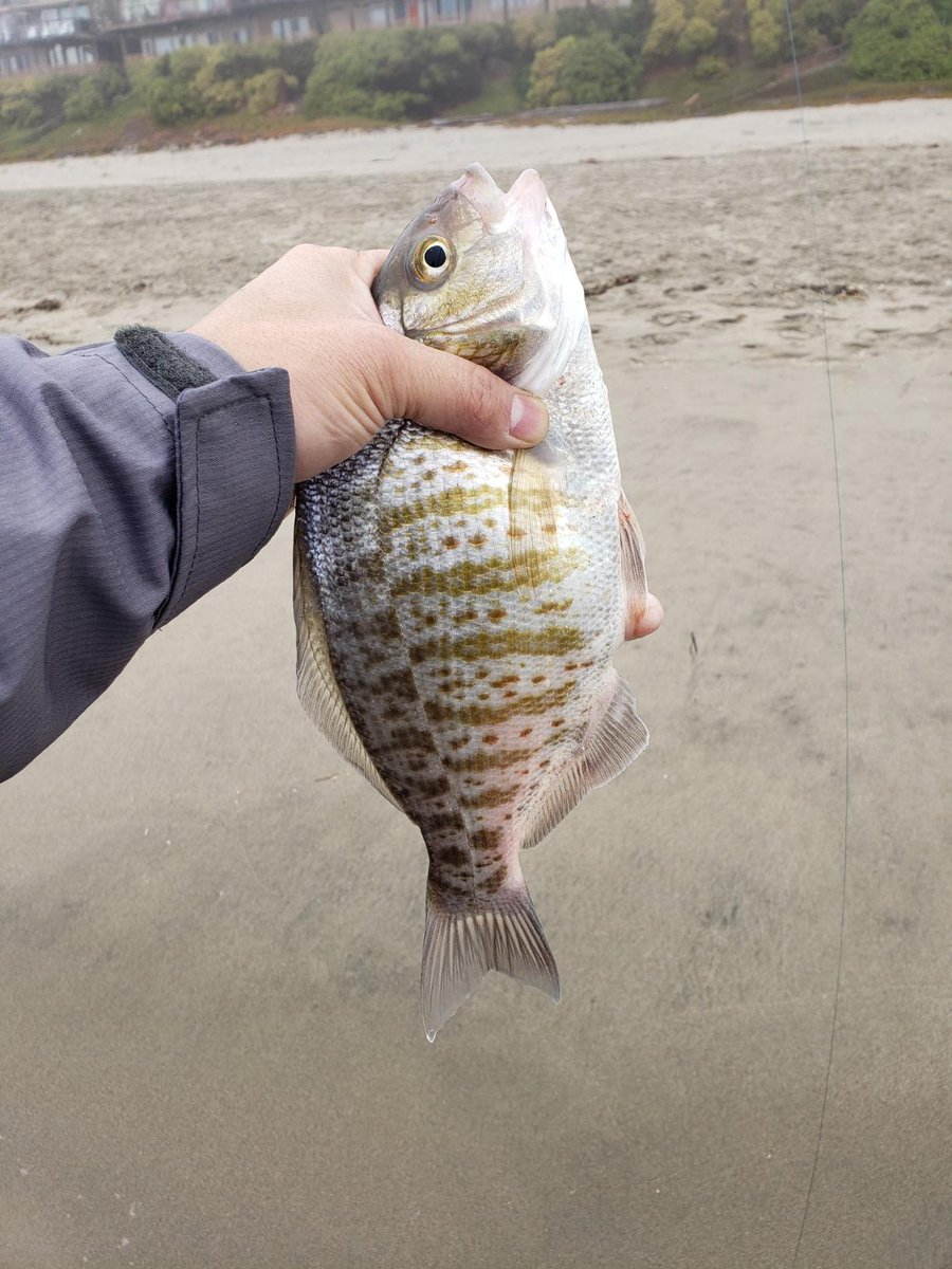 PlusinnoUSA's tweet photo. Good things come to those who bait.
Go fishing no hassle with #plusinno fishing rod and 12 bearings reel
https://t.co/ji4FP9IgdM
.
.
.
#fishing #fishingrod #fishingreel #fishingtime #fishingtrip #fishinglife https://t.co/BdB7IjNL9L