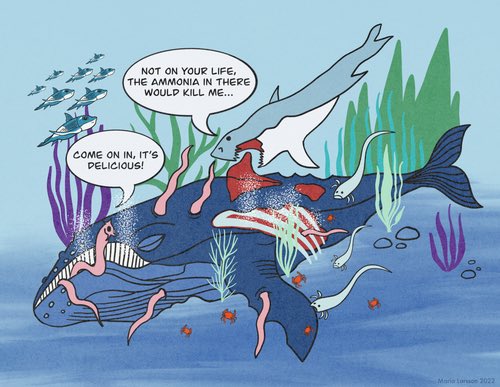 m3guerres (@martin3guerres) on Twitter photo Hey <a href="/hagfishbio/">Hagfish Biologists</a>, check out this editorial about our recent paper about active ammonia excretion in #hagfish onlinelibrary.wiley.com/doi/full/10.11… Hey <a href="/hagfishbio/">Hagfish Biologists</a>, check out this editorial about our recent paper about active ammonia excretion in #hagfish onlinelibrary.wiley.com/doi/full/10.11…