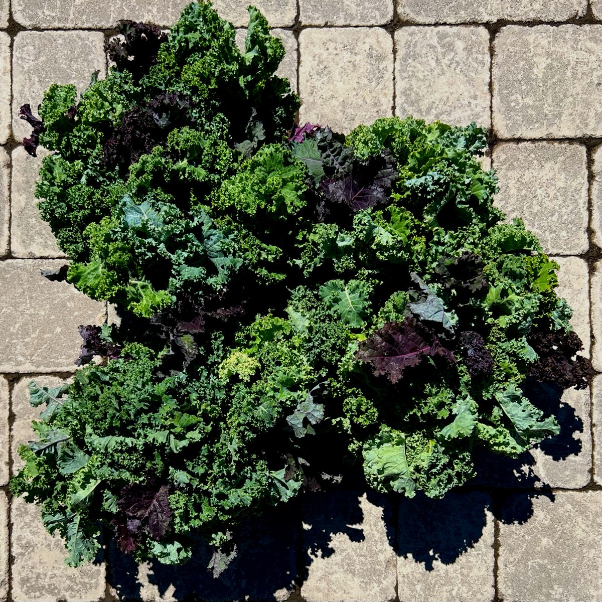 operationecopen's tweet photo. Did you know squirrels love to eat kale, especially curly kale? 🥦🐿️ Harvested ~12 lbs of kale for the squirrels at @TWC_Wildlife this month 😀 We appreciate everything TWC does to save our wildlife!
#wildliferescue #kale #gyo #growyourown https://t.co/Ad6wSDmg7P