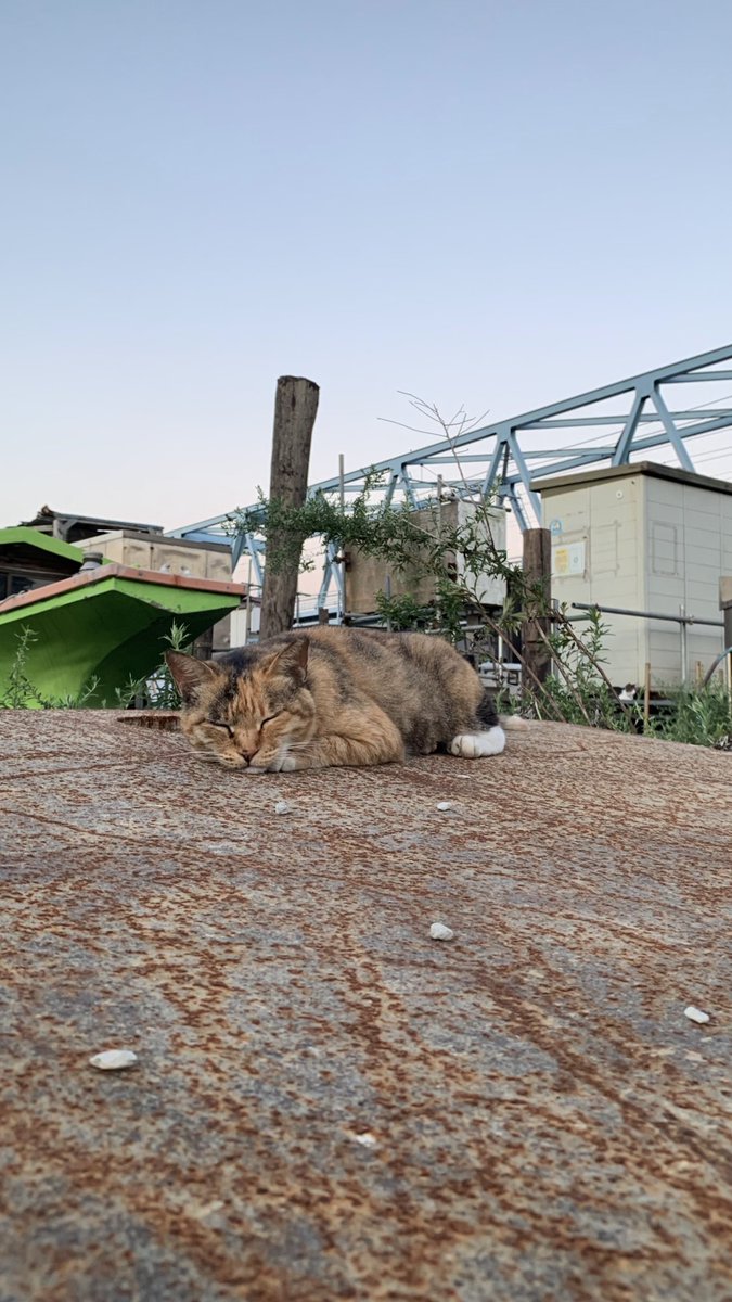 おすもうペット (@osmopet) on Twitter photo 