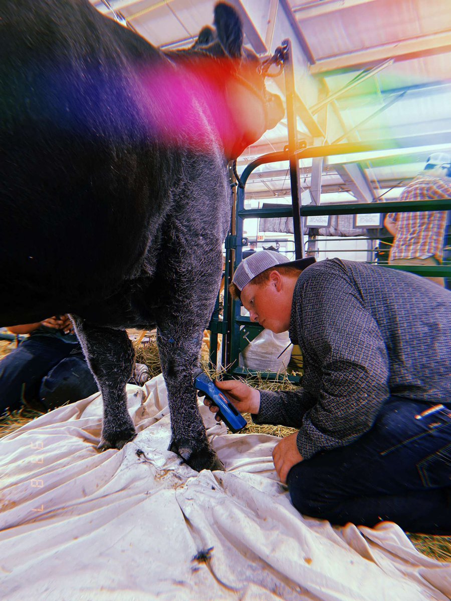 Had an absolute blast fitting some angus breeding heifers and simmental influenced steers at the double feature in Ancaster Ontario!