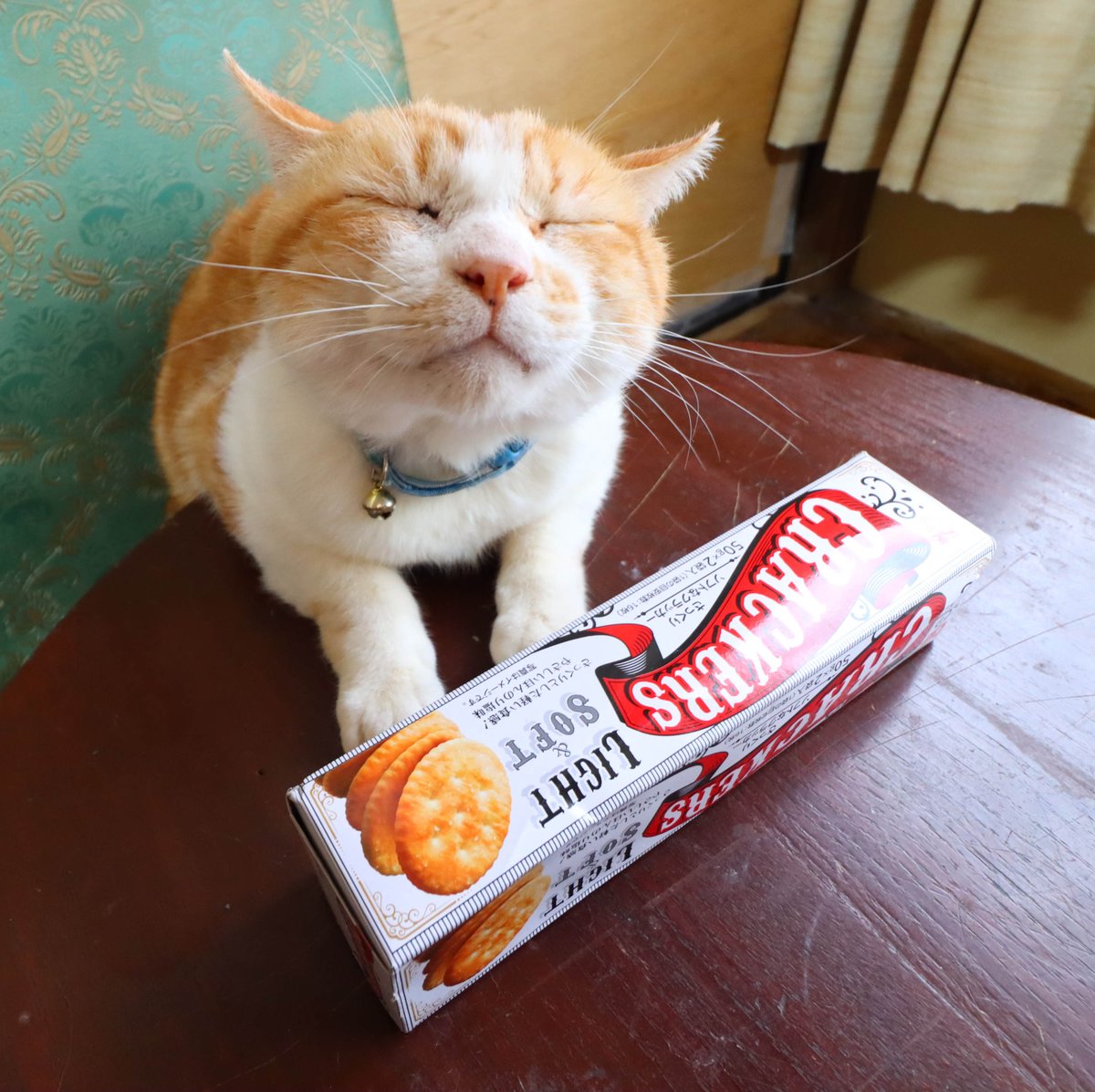 shironeko_1's tweet photo. ちゃぶ台の上のCRACKERS LIGHTSOFT
#CRACKERS LIGHTSOFT
#テーブルのねこ
#ちび
#もふもふ
#うずまき
#テーブルの猫
#ちゃぶ台
#かご猫
#猫
#CRACKERS
#ねこ
#LIGHTSOFT https://t.co/DkMPhRpp34