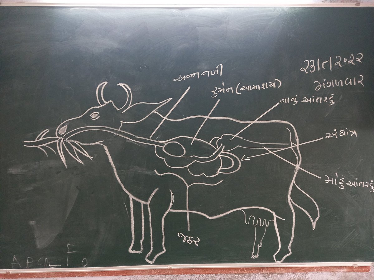 મનુષ્યમાં પાચન