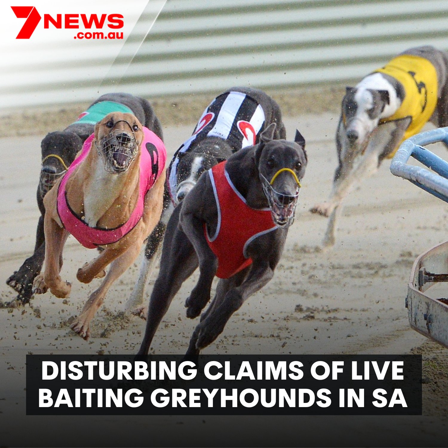 Should Greyhound Racing Be Banned In Australia