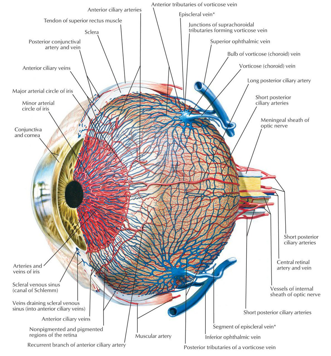 shreyash_jaiswl's tweet photo. #eye #eyeanatomy #eyestructure #eyenerve #eyeview #conjunctiva #cornea #iris #arteries #vines #pupil #lens #retina #opticvision #eyevision #eyemuscles #sclera #opticnerve #trending #trendingtopic #biology #biologystudy https://t.co/BIYmRDhk30