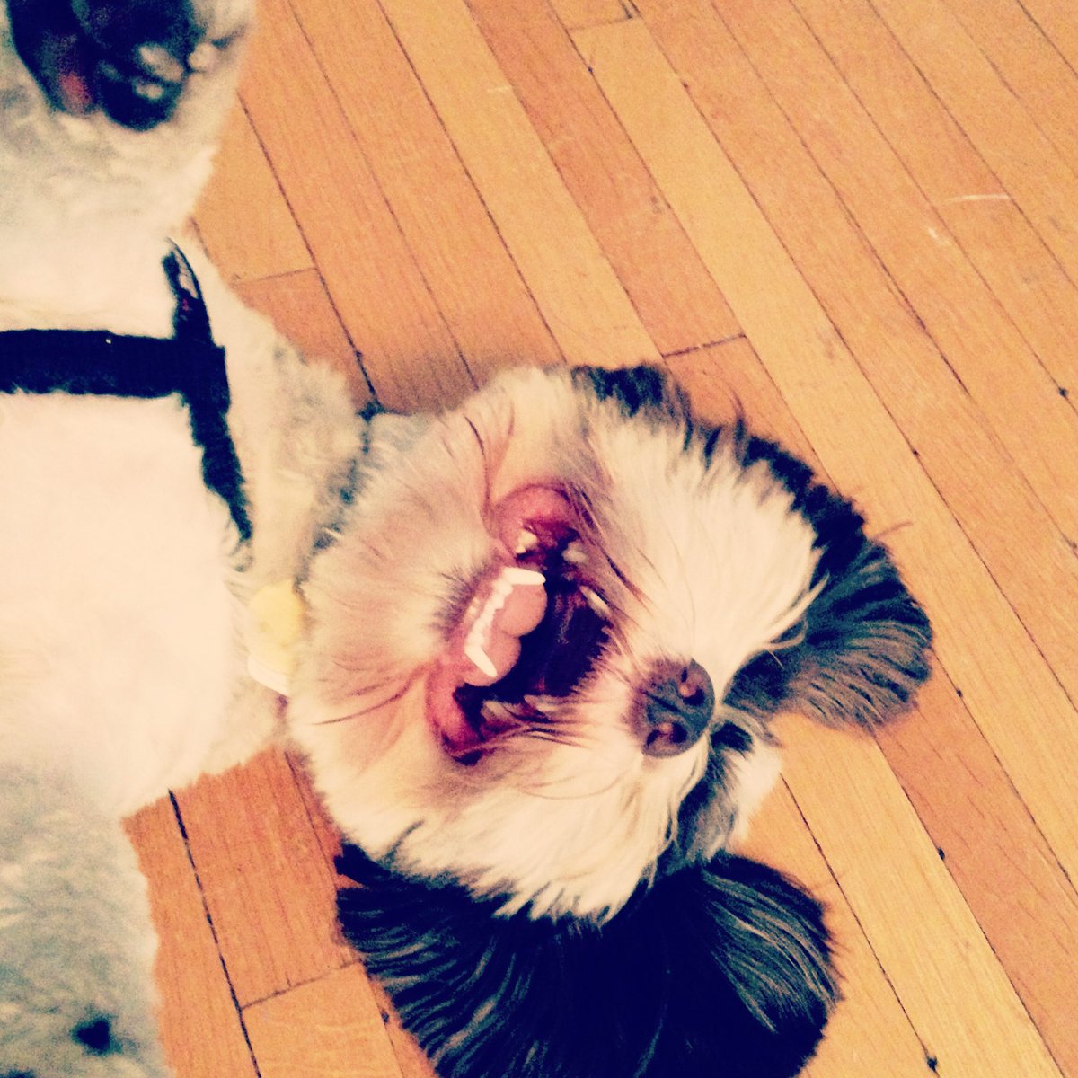 Melinda Scott tweet media