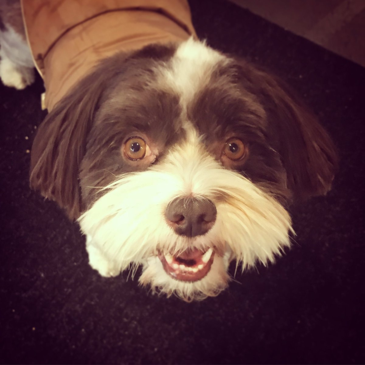 Melinda Scott tweet media