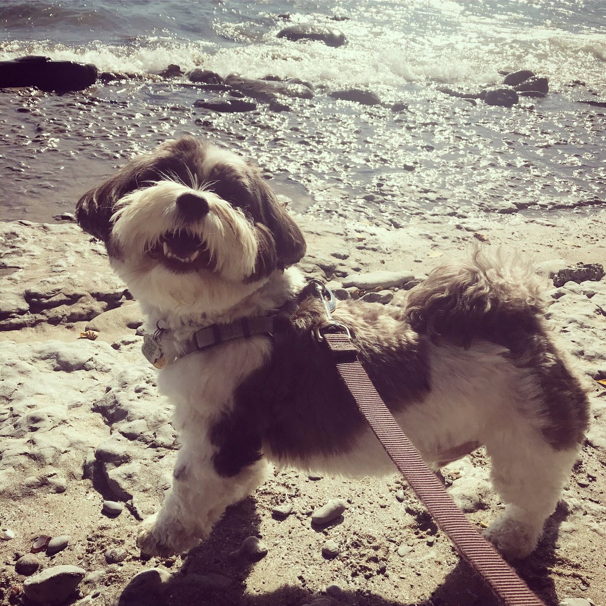 Melinda Scott tweet media