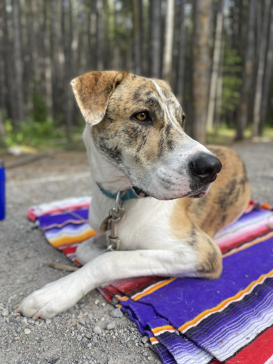 n_decarle's tweet photo. @CBC Meet Stoke! https://t.co/qqc8VyfFdY