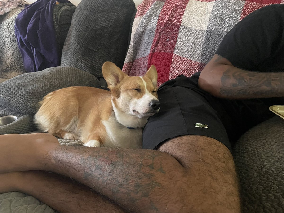 corgimanifested's tweet photo. Did you get enough cuddles with your hoomans today?

#corgi #CorgiCrew #ilovemydog #DogsofTwittter https://t.co/J4uLl9001N