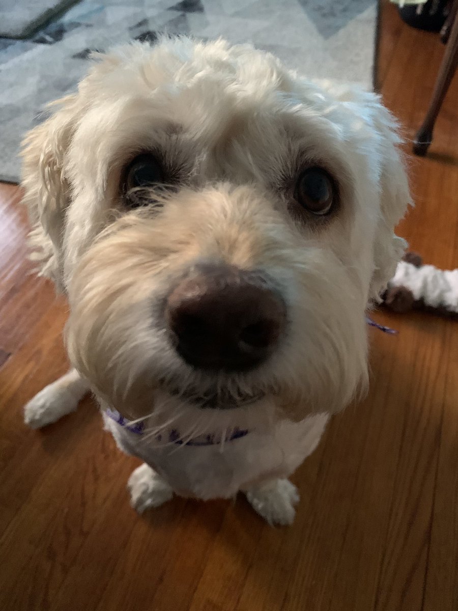 rcrani's tweet photo. @CBC This is Levi! He’d love to model for @CBC for international dog day! https://t.co/K7QXukr3ut