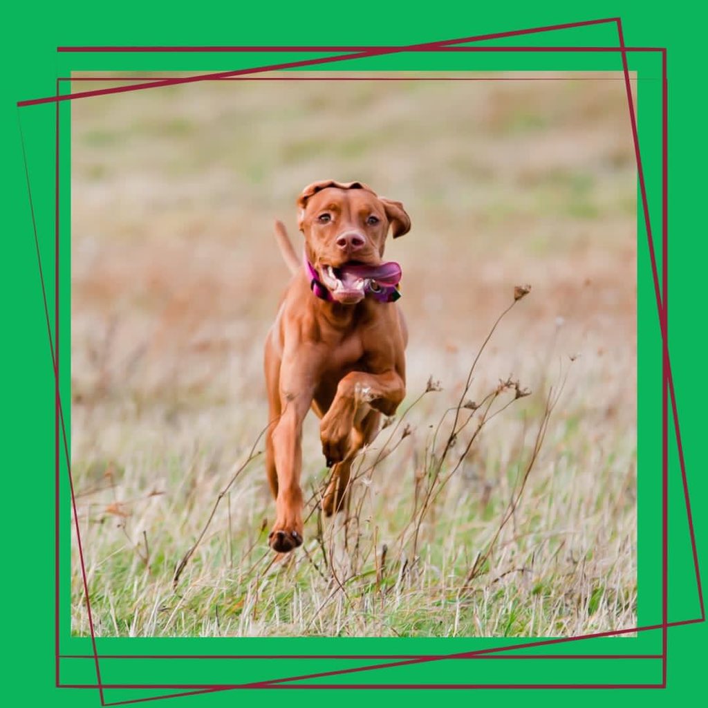 Running towards bank holiday weekend...what are your plans?  Keep your eyes on our page, we have a great offer for you coming soon!

#mastersdogfoods #feedthemastersway #workingdogs #caninenutrition