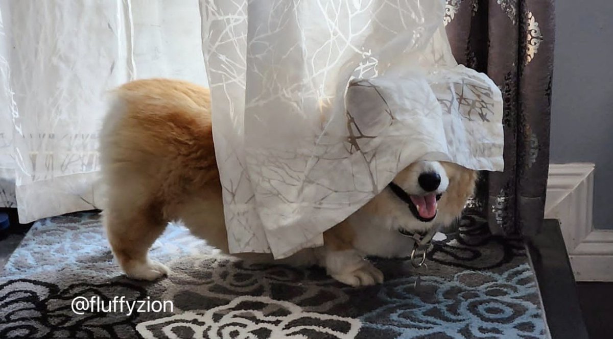 corgi ghost